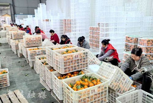 宜昌夷陵 柑橘企業(yè)出口忙 產(chǎn)業(yè)鏈高質(zhì)量發(fā)展